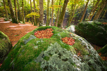 Soriano nel Cimino (Italy) - The autumn in the beechwood of Monte Cimino with foliage. This forest...