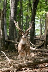 A fallow buck in velvet.
