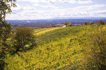 Fototapeta premium steirische Weinberge im Herbst