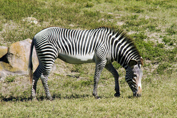 A Zebra mare grazing on the plain.