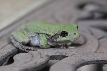 Green Frog