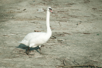 Fototapeta premium Big white mute swan walking on a sandy beach