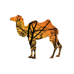 Silhouette of camel with branches of trees. Yellow and orange tones of sky.