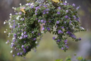 Violet flowers. Macro