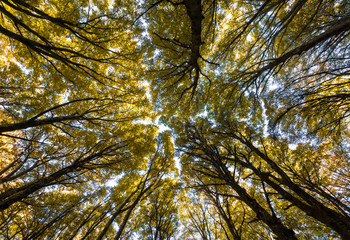 Soriano nel Cimino (Italy) - The autumn in the beechwood of Monte Cimino with foliage. This forest in the summit of Cimino mountain has become UNESCO World Heritage Site in 2017