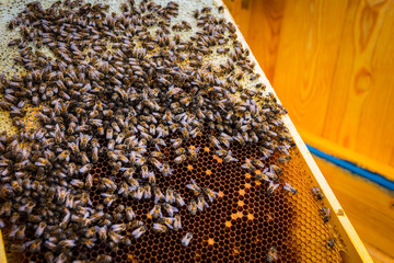 pszczoły w ulu z królową