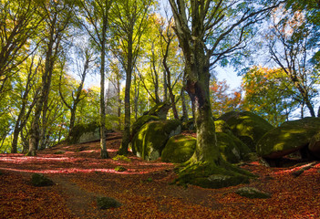 Soriano nel Cimino (Italy) - The autumn in the beechwood of Monte Cimino with foliage. This forest...