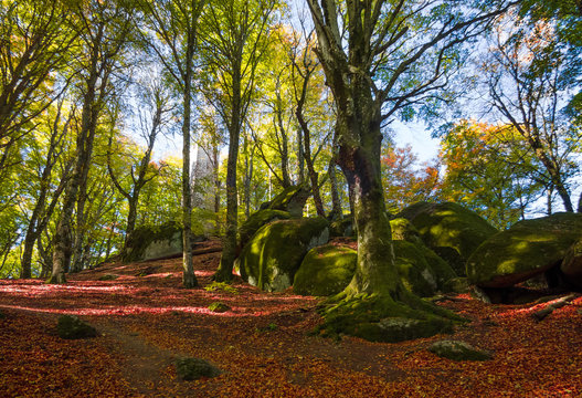 Fototapeta Soriano nel Cimino (Italy) - The autumn in the beechwood of Monte Cimino with foliage. This forest in the summit of Cimino mountain has become UNESCO World Heritage Site in 2017