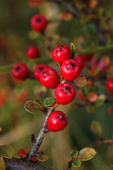natura detal - irga, czerwone owoce