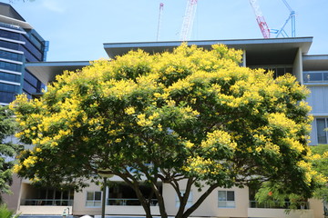 Cassia fistula tree with yellow flowers in Brisbane in summer, Queensland Australia 