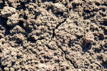 Texture of a dry ground. Background of dried black soil in the scorching sun.