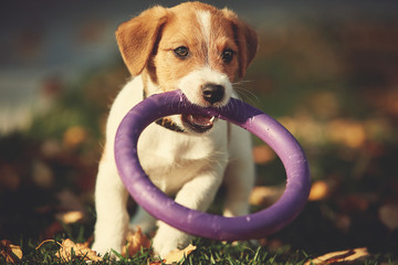 Dog breed Jack Russell Terrier playing in autumn park