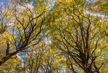 Soriano nel Cimino (Italy) - The autumn in the beechwood of Monte Cimino with foliage. This forest...