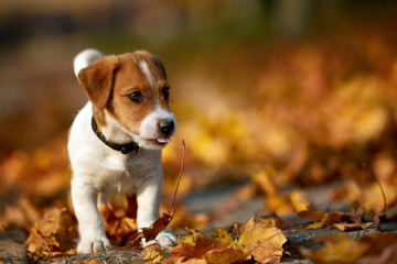 Dog breed Jack Russell Terrier playing in autumn park