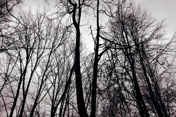 trees without leaves in autumn