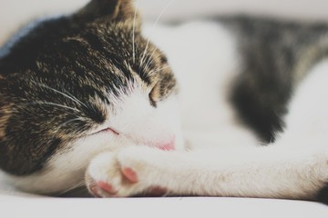 Cat © Natalia
