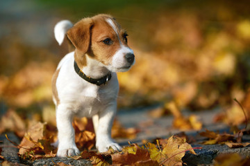 Dog breed Jack Russell Terrier playing in autumn park