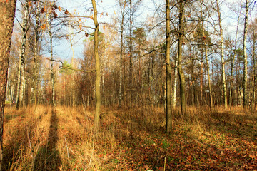 trees without leaves in an autumn park