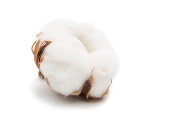Fluffy cotton ball of cotton plant