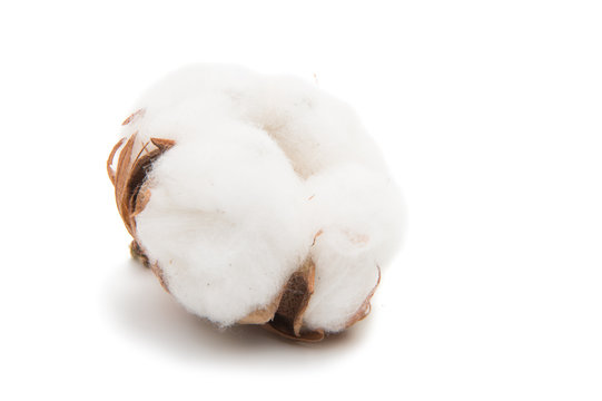 Fluffy cotton ball of cotton plant