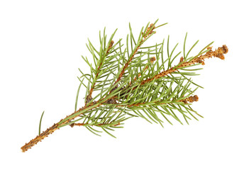 Dried fir needles after christmas, isolated on a white background