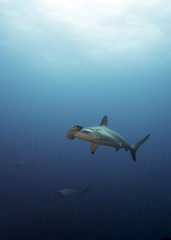 Hammerhead in Galapagos, the Pinnacle of Diving