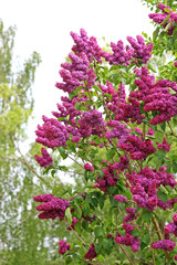 Rosafarbener Fliederbusch (Syringa) im Frühling