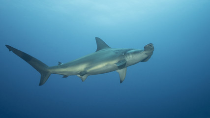 Hammerhead in Galapagos, the Pinnacle of Diving