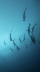 School of Hammerheads in Galapagos, the Pinnacle of Diving