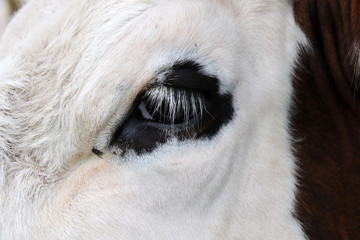 Breed cow eye closeup