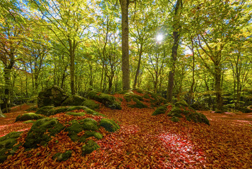 Soriano nel Cimino (Italy) - The autumn in the beechwood of Monte Cimino with foliage. This forest in the summit of Cimino mountain has become UNESCO World Heritage Site in 2017
