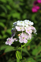 Blooming cultivar garden phlox (Phlox paniculata 'Cool Water') in the summer garden