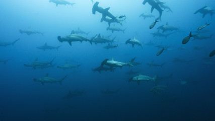 School of Hammerheads in Galapagos, the Pinnacle of Diving - obrazy, fototapety, plakaty