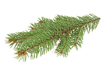 Closeup of Fir tree branch isolated on a white background