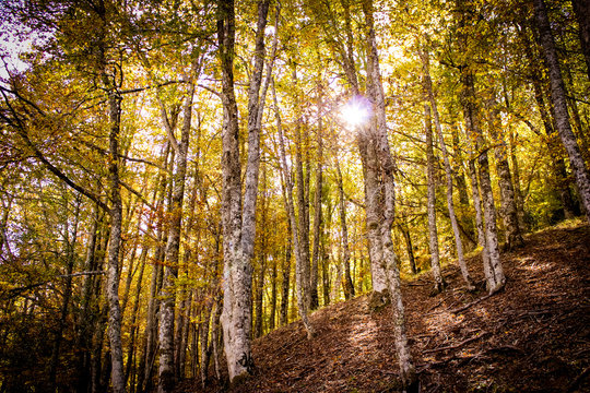 Hayedo Montejo bosque en Espa&ntilde;a