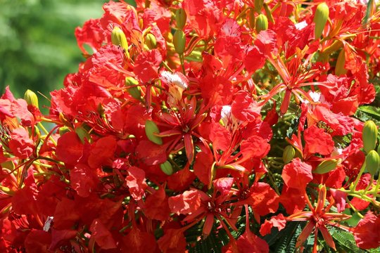 Close up of red flowers Delonix regia, Queensland Australia