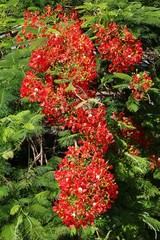 Delonix regia in Brisbane, Queensland Australia 
