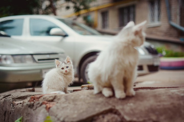Homeless kitten with multi-colored eyes
