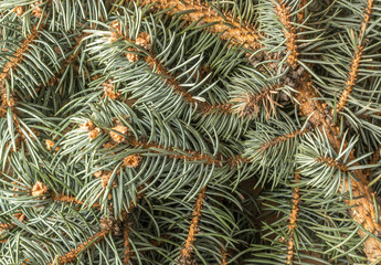 Blue Spruce Twig