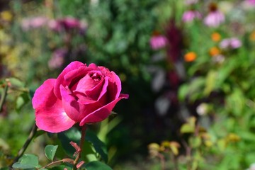 Rosa Rosenblüte blüht im Herbstgarten