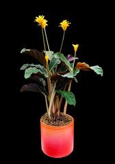 Indoor plant Calathea crocata
 in a pot, isolated on a black background.