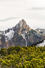 Latschenkiefer im Vordergrund und Berge im Hintergrund