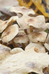 Pholiota lubrica mushrooms