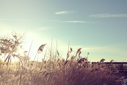 meadow grass and reet on a small creek with a wooden bridge on a bright and sunny winter day - blue sky with free space for text and decoration - vintage matte colors