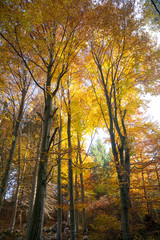 Trees in autumn season background