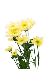 yellow chrysanthemum isolated