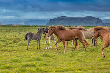 Fototapeta na wymiar Icelandic horses family