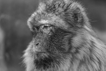  The Barbary macaque (Macaca sylvanus) in black and white