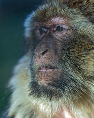 Obraz premium the concentrated monkey, Barbary ape or magot