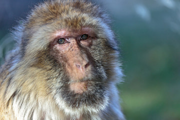 Obraz premium The Barbary macaque (Macaca sylvanus), also known as Barbary ape or magot